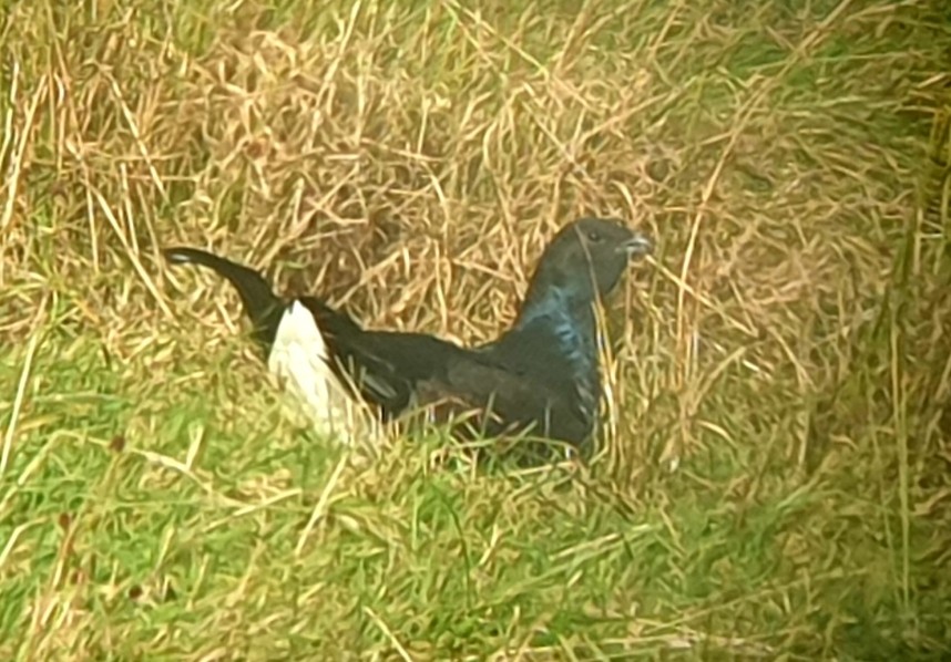 Black Grouse on YCN Black Grouse Safari - 6 October - North Yorkshire
