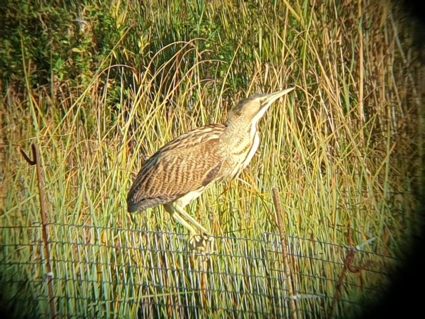 Eurasian Bittern at Nosterfield - 6 October