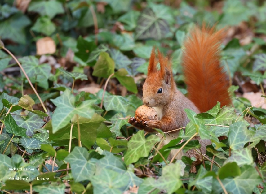 Red Squirrel - Berlin February 2026 © Richard Baines