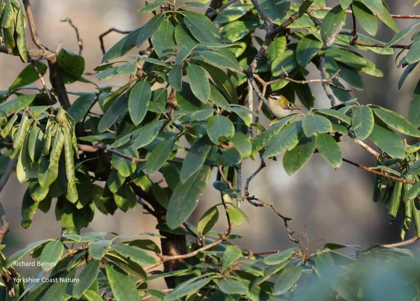 Firecrest - Berlin March 2026 © Richard Baines