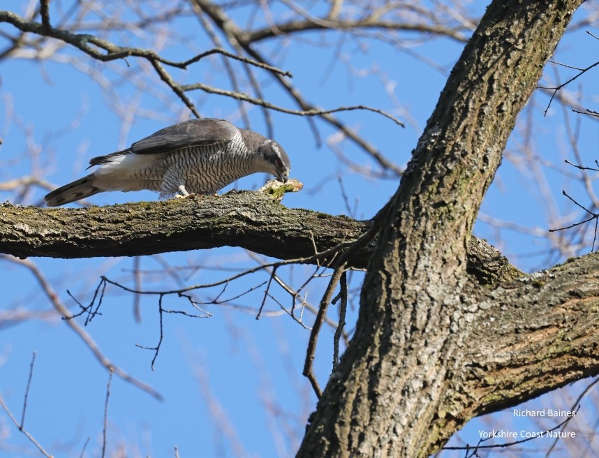 Northern Goshawk (male) bill cleaning - Berlin March 2026 © Richard Baines