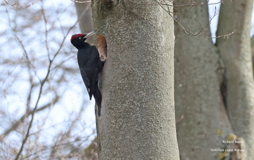 Black Woodpecker - Pfaueniinsel March 2026 © Richard Baines