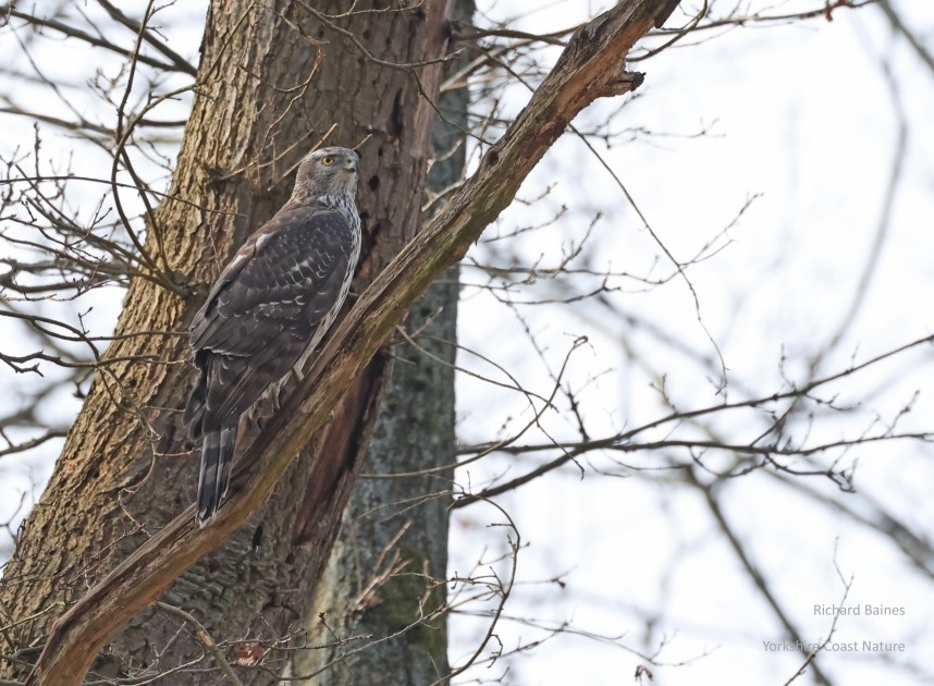 Northern Goshawk (juvenile female) March 2026 © Richard Baines