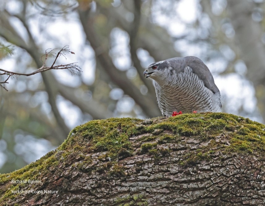 Northern Goshawk (male) with food - Berlin March 2026 © Richard Baines