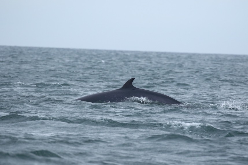 Minke Whale - Yorkshire Coast Nature Seabird & Whale trip 3 October 2026 © James Robson
