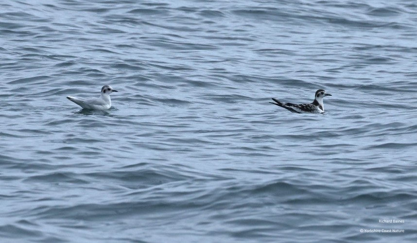 Little Gulls - Yorkshire Coast Nature Seabird & Whale trip 21 September 2026 © Richard Baines