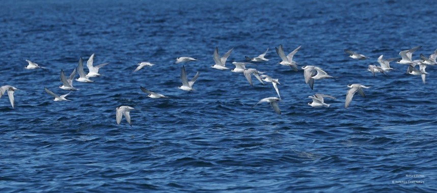 Common Terns - Yorkshire Coast Nature Seabird & Whale trip 21 September 2026 © Richard Baines