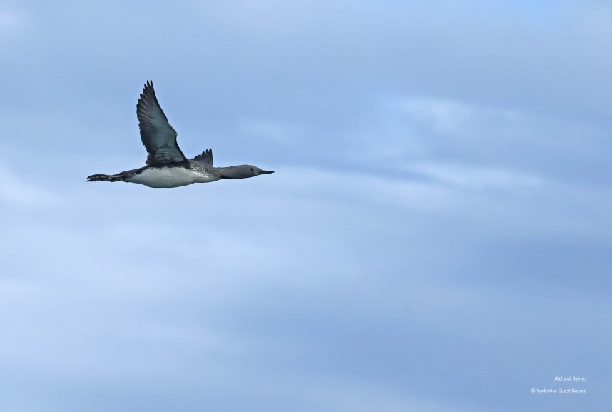 Red-throated Diver - Yorkshire Coast Nature Seabird & Whale trip 21 September 2026 © Richard Baines