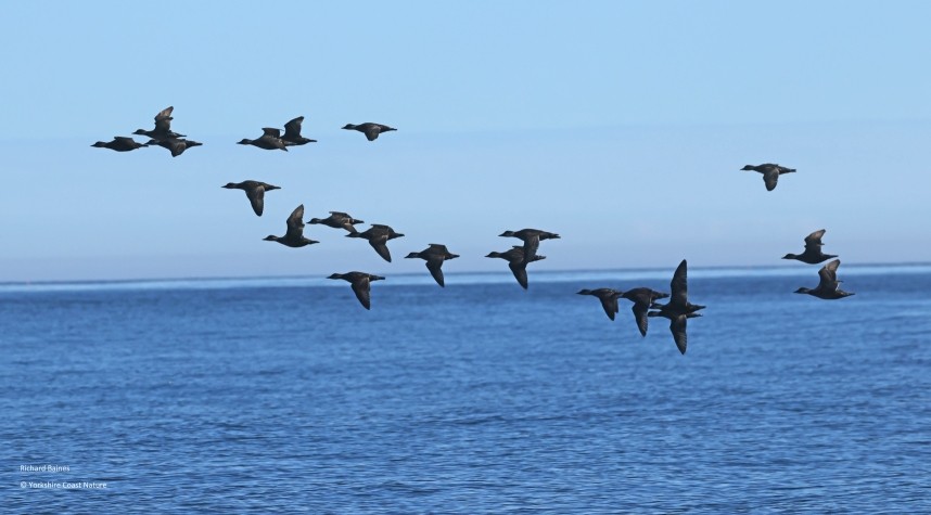 Common Scoters - Yorkshire Coast Nature Seabird & Whale trip 21 September 2026 © Richard Baines