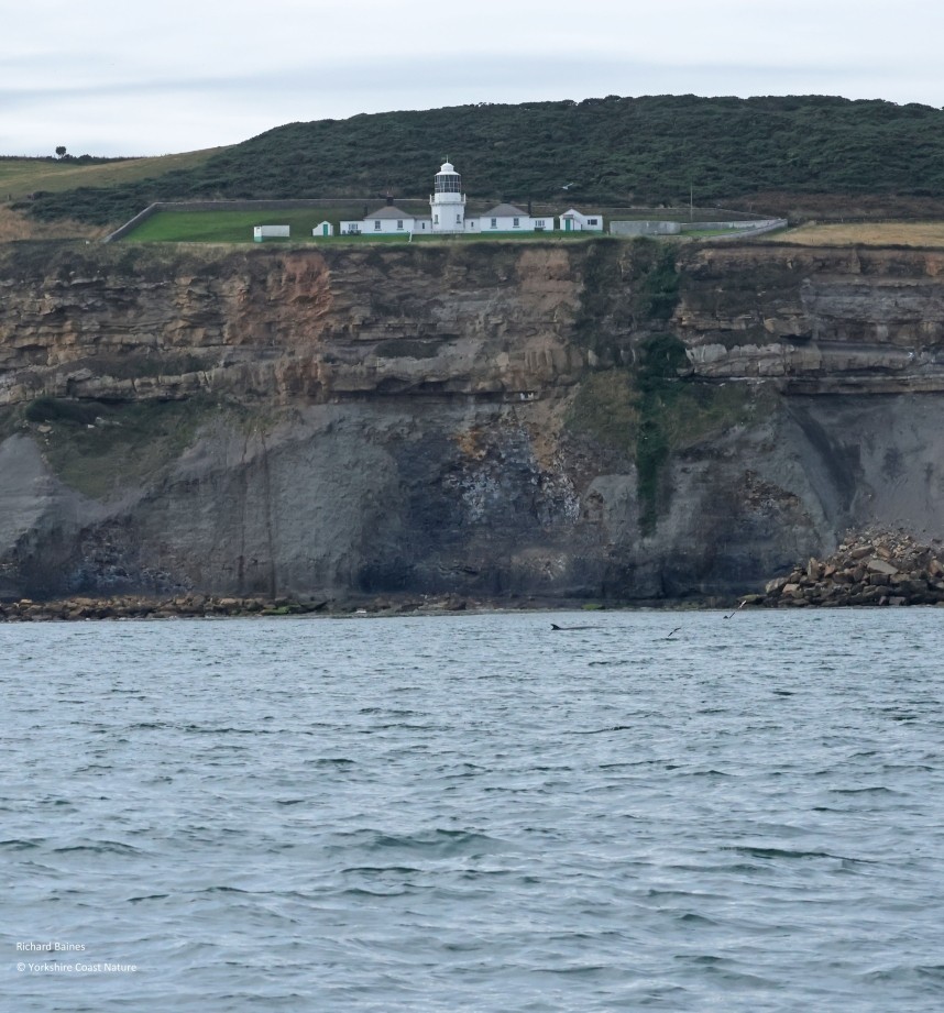 Minke Whale below Whitestone Point Lighthouse - Yorkshire Coast Nature Seabird & Whale trip 21 September 2026 © Richard Baines