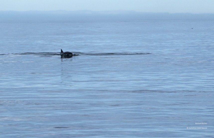 Minke Whale calf - Yorkshire Coast Nature Seabird & Whale trip 22 September 2026 © Richard Baines