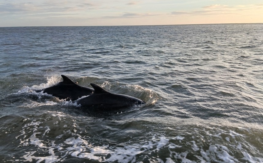 Bottlenose Dolphins - Yorkshire Coast Nature Seabird & Whale trip 2 October 2026 © Dan Verity