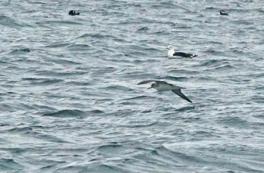 Corys Shearwater - Yorkshire Coast Nature Seabird & Whale trip 25 September 2026 © Jono Leadley