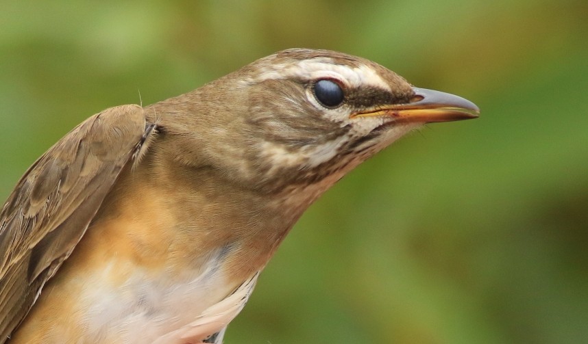 Eye-browed Thrush from a long, long way away © Mark Pearson
