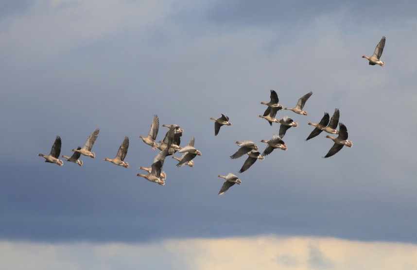 Pink-footed Geese arriving from Iceland © Mark Pearson