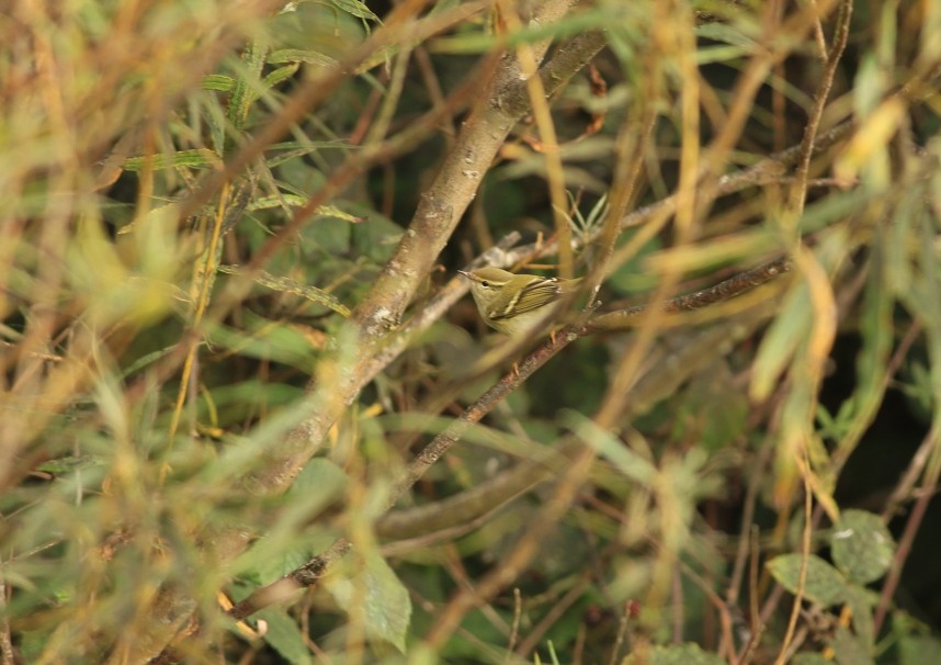 Yellow-browed Warbler from the Siberian forests © Mark Pearson