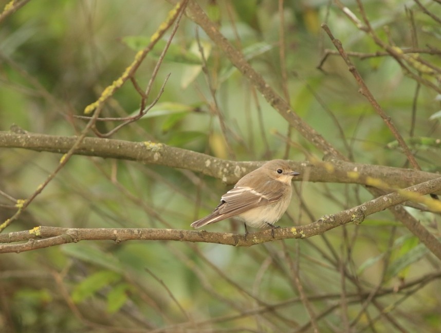 Pied Flycatcher in the churchyard © Mark Pearson